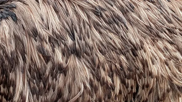 Emu Kuşunun Dokusu Bir Emu Kuşunun Tüyleri Operkulumun Deseni — Stok fotoğraf