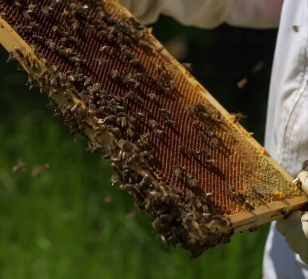 collection of honeycombs from bee hives to remove the honey