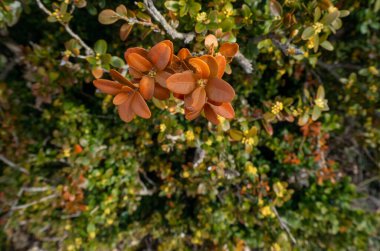 Sonbahar yaprakları, sonbahar bitkileri