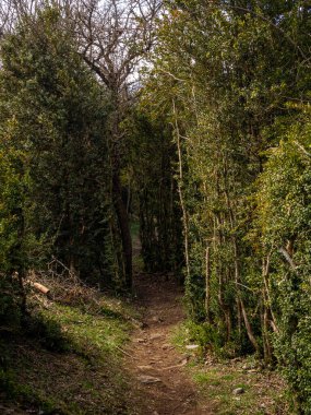 Dağlardaki güzel orman