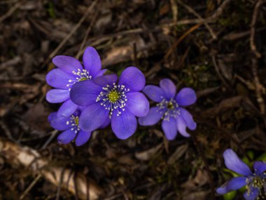 Ormandaki güzel mor kır çiçekleri