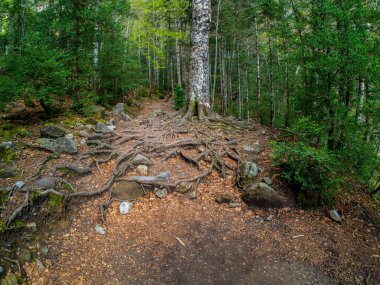 Ordesa 'nın ulusal parkında yürü ve dağları kaybet