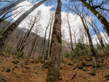 Ordesa 'nın ulusal parkında yürü ve dağları kaybet