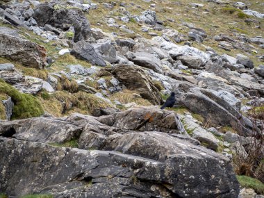 Chova piquigualda, şelalenin çevresinde yer alan ve Ordesa Ulusal Parkı 'nda bulunan ve kaybolan kuş.