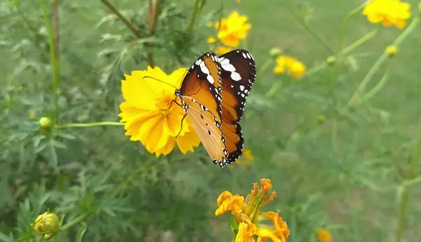 a closeup shot of a beautiful butterfly in the garden