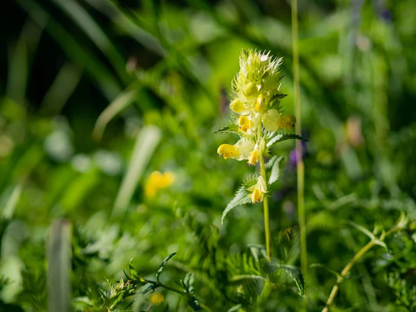 Schöne Blumen Garten — Stockfoto