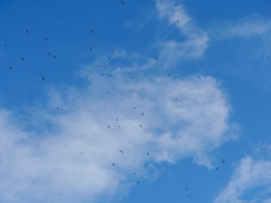 Mavi gökyüzünde uçan kuş sürüsü