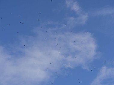 Mavi gökyüzünde uçan kuş sürüsü