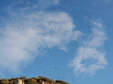 Gökyüzünde uçan martılar