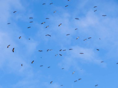 Mavi Gökteki Uçan Kuşlar