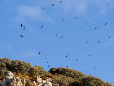 Gökyüzündeki kuş sürüsü