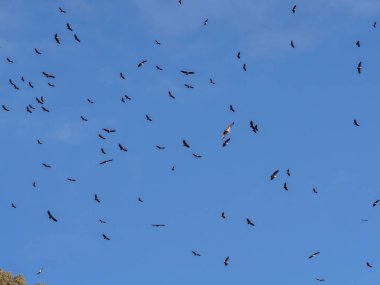 Mavi gökyüzünde uçan kuşlar