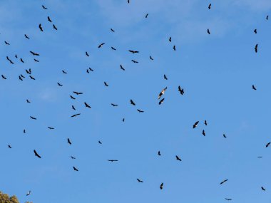 Mavi gökyüzünde uçan güvercin sürüsü