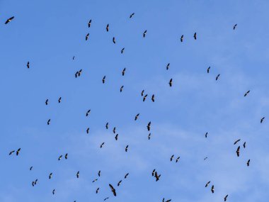 Mavi gökyüzüne karşı bir kuş sürüsü.