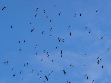 Gökyüzünde kuş sürüsü, kuş sürüsü bir kuş sürüsü..