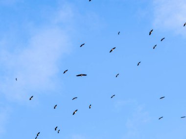 Güvercin hava akın