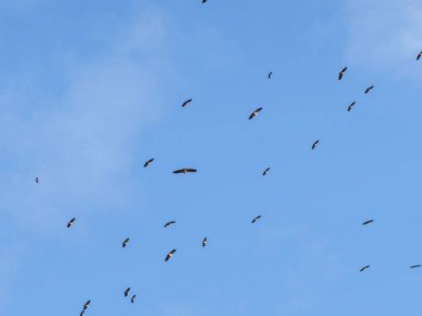 Gökyüzünde uçan kuş sürüsü