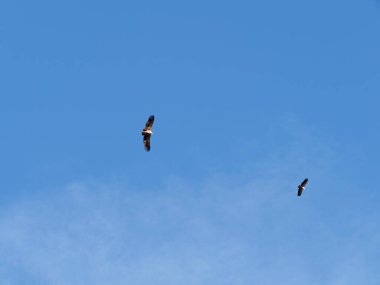 Gökyüzünde uçan kuşlar