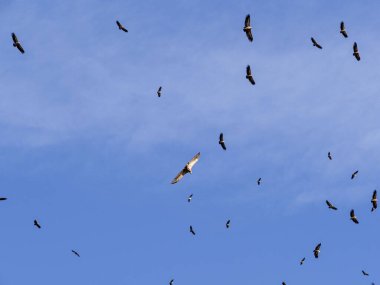 Gökyüzündeki kuş sürüsü
