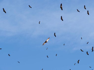 Kuşlar gökyüzünde uçuyor