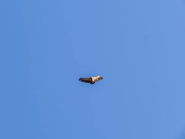 Gökyüzünde uçan bir kuş