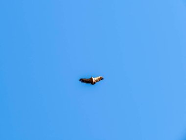 Mavi gökyüzünde bir kuş