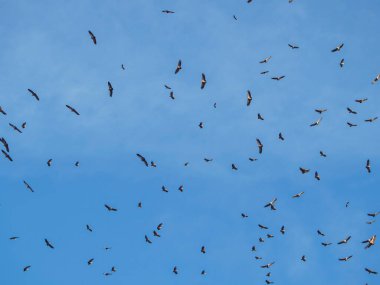 Haşlanmış kazların kuşları