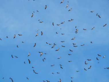 Mavi gökyüzünde Kuşlar uçar