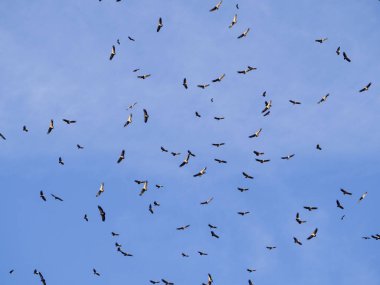 Kuşlar uçuyor. Mavi gökyüzünde uçan kuşlar.