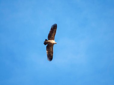 Gökyüzünde bir kuş