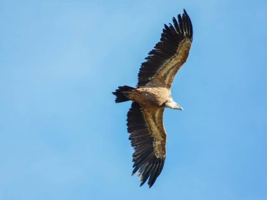 Birçok akbaba doğal davranışlarının bir parçası olarak bir muladar 'da besleniyor. Vahşi yaşam, koruma, biyolojik çeşitlilik ve ekosistem konsepti. Kel bir kartalın portresi (etaeetus cock) )