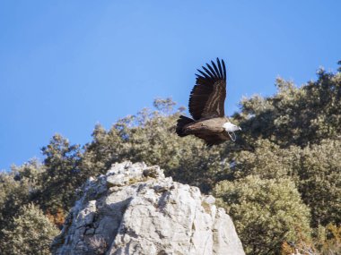 Birçok akbaba doğal davranışlarının bir parçası olarak bir muladar 'da besleniyor. Vahşi yaşam, koruma, biyolojik çeşitlilik ve ekosistem konsepti. Kel bir kartalın portresi (etaeetus cock) )