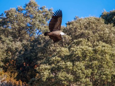 Birçok akbaba doğal davranışlarının bir parçası olarak bir muladar 'da besleniyor. Vahşi yaşam, koruma, biyolojik çeşitlilik ve ekosistem konsepti. Kel bir kartalın portresi (etaeetus cock) )