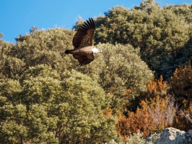 Birçok akbaba doğal davranışlarının bir parçası olarak bir muladar 'da besleniyor. Vahşi yaşam, koruma, biyolojik çeşitlilik ve ekosistem konsepti. Kel bir kartalın portresi (etaeetus cock) )