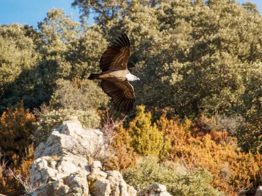 Birçok akbaba doğal davranışlarının bir parçası olarak bir muladar 'da besleniyor. Vahşi yaşam, koruma, biyolojik çeşitlilik ve ekosistem konsepti. Kel bir kartalın portresi (etaeetus cock) )