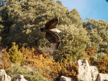 Birçok akbaba doğal davranışlarının bir parçası olarak bir muladar 'da besleniyor. Vahşi yaşam, koruma, biyolojik çeşitlilik ve ekosistem konsepti. Kel bir kartalın portresi (etaeetus cock) )