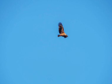 Birçok akbaba doğal davranışlarının bir parçası olarak bir muladar 'da besleniyor. Vahşi yaşam, koruma, biyolojik çeşitlilik ve ekosistem konsepti. Kel bir kartalın portresi (etaeetus cock) )