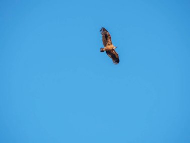 Birçok akbaba doğal davranışlarının bir parçası olarak bir muladar 'da besleniyor. Vahşi yaşam, koruma, biyolojik çeşitlilik ve ekosistem konsepti. Kel bir kartalın portresi (etaeetus cock) )