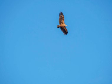 Birçok akbaba doğal davranışlarının bir parçası olarak bir muladar 'da besleniyor. Vahşi yaşam, koruma, biyolojik çeşitlilik ve ekosistem konsepti. Kel bir kartalın portresi (etaeetus cock) )