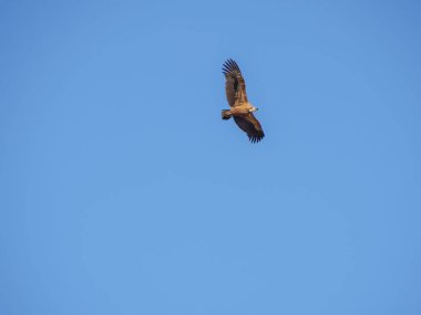 Birçok akbaba doğal davranışlarının bir parçası olarak bir muladar 'da besleniyor. Vahşi yaşam, koruma, biyolojik çeşitlilik ve ekosistem konsepti. Kel bir kartalın portresi (etaeetus cock) )