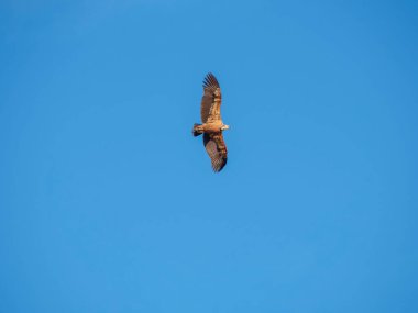 Birçok akbaba doğal davranışlarının bir parçası olarak bir muladar 'da besleniyor. Vahşi yaşam, koruma, biyolojik çeşitlilik ve ekosistem konsepti. Kel bir kartalın portresi (etaeetus cock) )