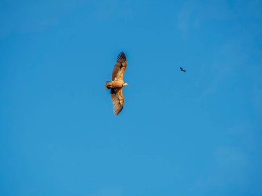 Birçok akbaba doğal davranışlarının bir parçası olarak bir muladar 'da besleniyor. Vahşi yaşam, koruma, biyolojik çeşitlilik ve ekosistem konsepti. Kel bir kartalın portresi (etaeetus cock) )
