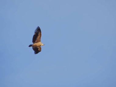 Birçok akbaba doğal davranışlarının bir parçası olarak bir muladar 'da besleniyor. Vahşi yaşam, koruma, biyolojik çeşitlilik ve ekosistem konsepti. Kel bir kartalın portresi (etaeetus cock) )