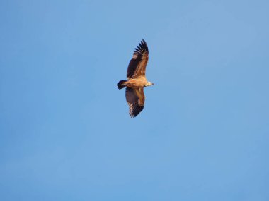Birçok akbaba doğal davranışlarının bir parçası olarak bir muladar 'da besleniyor. Vahşi yaşam, koruma, biyolojik çeşitlilik ve ekosistem konsepti. Kel bir kartalın portresi (etaeetus cock) )