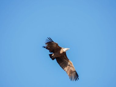 Birçok akbaba doğal davranışlarının bir parçası olarak bir muladar 'da besleniyor. Vahşi yaşam, koruma, biyolojik çeşitlilik ve ekosistem konsepti. Kel bir kartalın portresi (etaeetus cock) )
