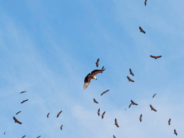 Birçok akbaba doğal davranışlarının bir parçası olarak bir muladar 'da besleniyor. Vahşi yaşam, koruma, biyolojik çeşitlilik ve ekosistem konsepti. Kel bir kartalın portresi (etaeetus cock) )