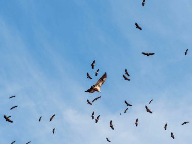 Birçok akbaba doğal davranışlarının bir parçası olarak bir muladar 'da besleniyor. Vahşi yaşam, koruma, biyolojik çeşitlilik ve ekosistem konsepti. Kel bir kartalın portresi (etaeetus cock) )