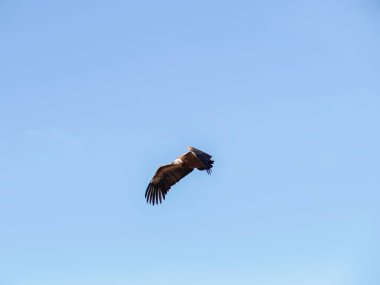 Birçok akbaba doğal davranışlarının bir parçası olarak bir muladar 'da besleniyor. Vahşi yaşam, koruma, biyolojik çeşitlilik ve ekosistem konsepti. Kel bir kartalın portresi (etaeetus cock) )