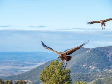 Birçok akbaba doğal davranışlarının bir parçası olarak bir muladar 'da besleniyor. Vahşi yaşam, koruma, biyolojik çeşitlilik ve ekosistem konsepti. Kel bir kartalın portresi (etaeetus cock) )