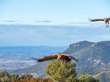 Birçok akbaba doğal davranışlarının bir parçası olarak bir muladar 'da besleniyor. Vahşi yaşam, koruma, biyolojik çeşitlilik ve ekosistem konsepti. Kel bir kartalın portresi (etaeetus cock) )